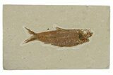 Fossil Fish (Knightia) - Green River Formation #240444-1